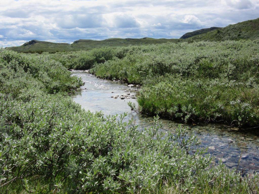 Det kan også bli mer alger i vannet i fjell og utmark,