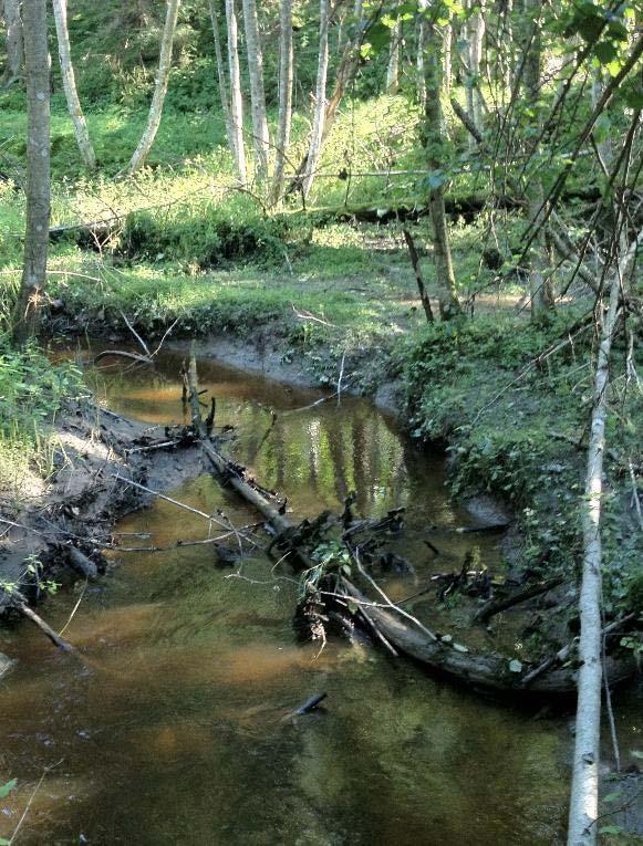 FORELØPIG KONKLUSJON; FOSFOR I MARIN LEIRE I SKOG