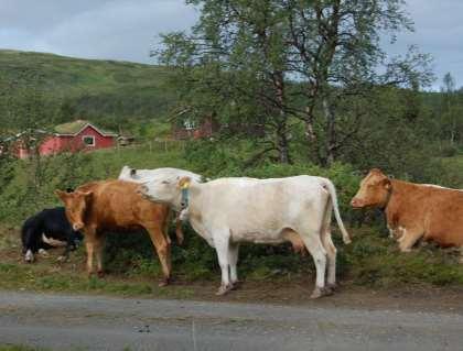 Avstander NRF: Gjennomsnittlig distanse per dag: 4.7 km Maks distanse per dag: 7.6 km Minimums distanse per dag: 3.8 km STN/VFF: Gjennomsnittlig distanse per dag: 4.