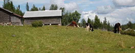 Resultater fra Sverige Grasrike beiter (setervoller) utgjorde kun 0,3 % av tilgjengelig beiteareal men kyrne (hele besetninga) brukte i