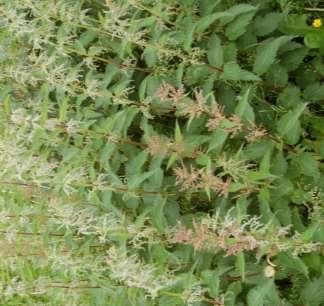 Brennesle, brännässla (Urtica dioica)