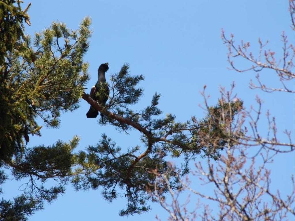 Varmere klima forventes å gi