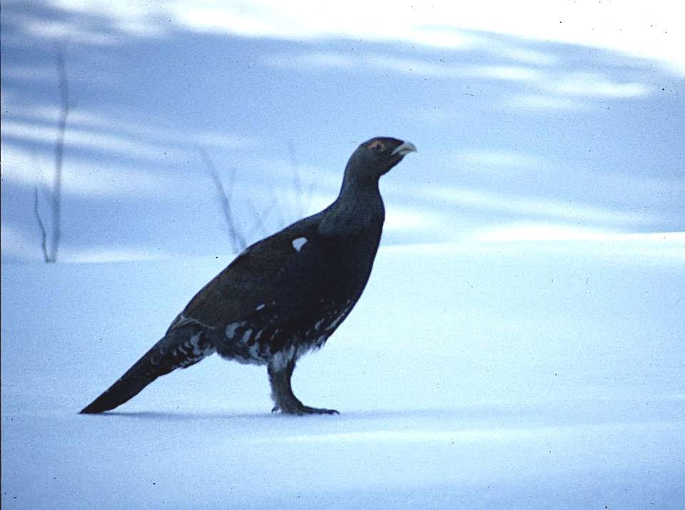 Snø reduserer tilgangen til viktige