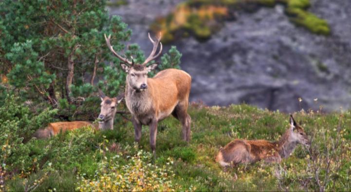 Konsekvensar for den gjenlevande bestanden Generell bestandstettleik Kjønns- og aldersfordeling hos eldre dyr Jakttrykk på