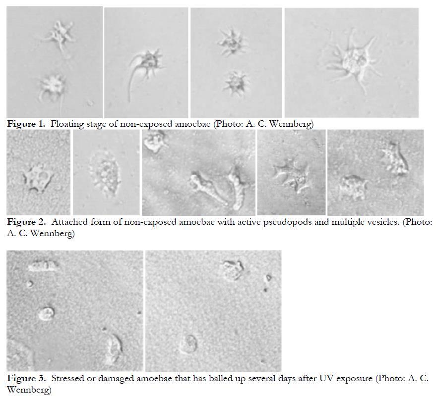 Effects of UV irradiation on amoeba morphology Floating stages (non-exposed)