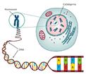 Naturfag Emne: Arvestoff (kap. 2) + Lys, syn og farger (kap. 3) Gjøre greie for celledeling og for genetisk variasjon og arv. Ukens ord: mutasjon, arvestoff, genetisk variasjon Vi gjennomgår s.