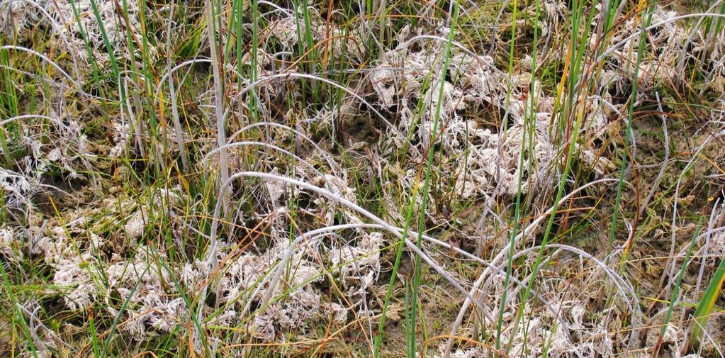Det er interessant at jeg i november 2011 fant grønne individer av både Chara hispida og C. vulgaris på lokaliteten. De vokste ved siden av grå, døde kransalger og døde planter ellers.