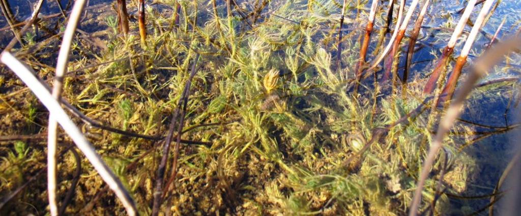 Det er også mye moser i vannet, både sumpbroddmose (Calliergonella cuspidata) og strandklomose (Dreplanocladus polygamus) (se tabell 10).