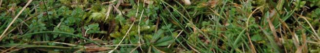 fibula)* Melrødskivesopp (Entoloma prunuloides)* Rombesporet rødskivesopp (Entoloma rhombisporum)* Dynejordtunge (Geoglossum