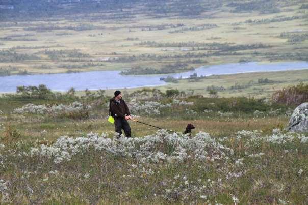 20 ryper pr. km 2. Årets takseringsresultater for Midtre Setesdal Vesthei innebærer at det derfor er lite behov for begrensninger i uttaket i områder med normalt jakttrykk.