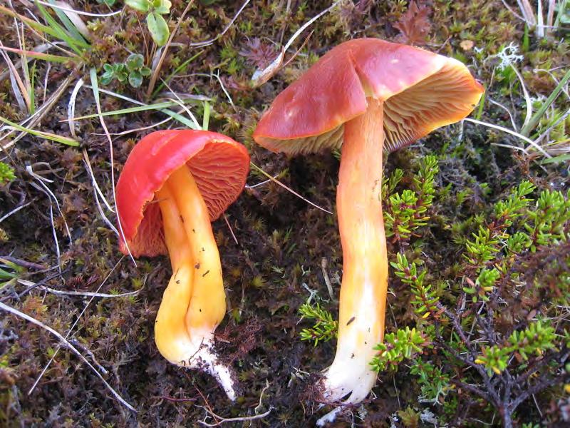 Figur 3.2. Rød honningvokssopp Hygrocybe splendidissima (NT) til venstre og skarlagenvokssopp Hygrocybe punicea til høyre.