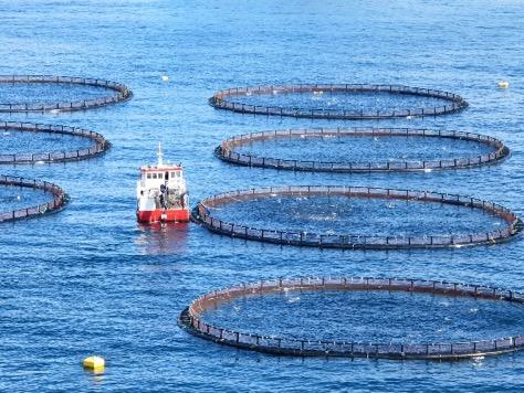 Havbruk i 2017 Hordaland er det største oppdrettsfylket Lakseeksport frå Hordaland 175 000 tonn til ein verd i av 5,3