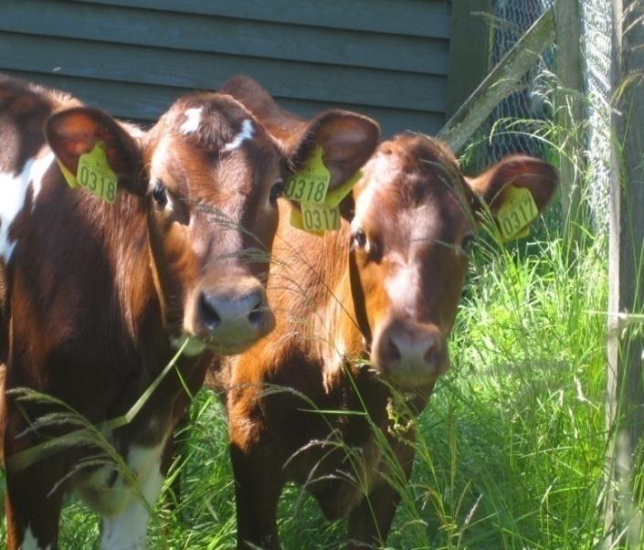 Takk for meg Prosjektgruppe Veterinærinstituttet: Vonne Lund (prosjektleiar), Cecilie Mejdell og Petter