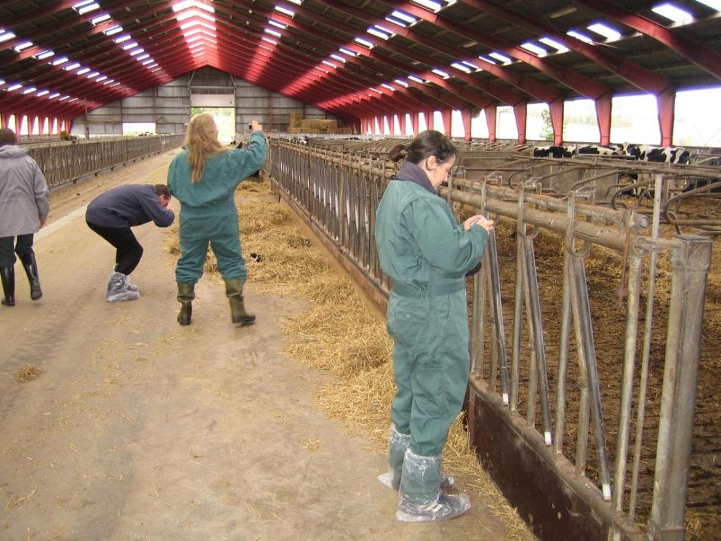 ANIPLAN Kalv CORE Organic EU-prosjekt ANIPLAN Minimizing medicine use in organic dairy herds through animal health and welfare