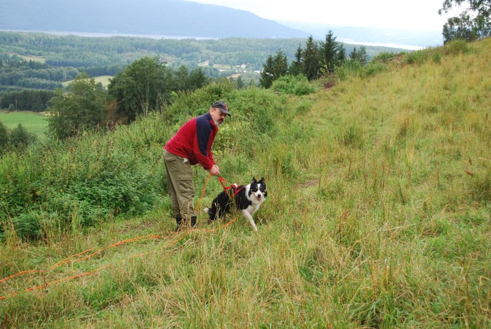 Oppland gjeterhundlag - Rapport 2010: Kurs med Kjell Smestad i mai 3 deltakere ble instruktører Unghund- og GPS kurs med 40 deltakere på