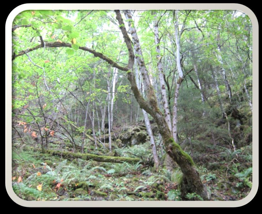 Høring av verneplan for skog Bratterudskogen naturreservat i Tinn kommune