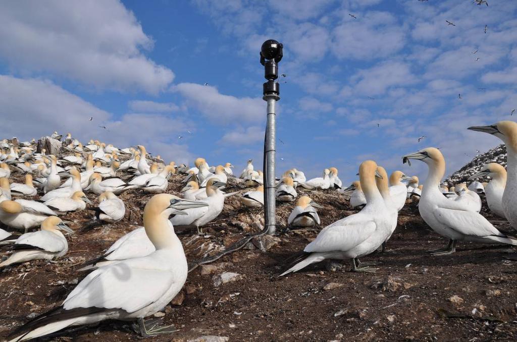 Det foreslås plassering av 3 kameraer ved havsulekolonien på vestsiden av Stauren, et kamera ved krykkjekolonien på østsiden av Storstappen og 1-3 kameraer ved et havørnreir.
