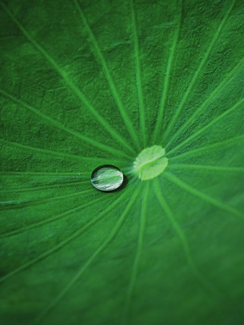 EN PERFEKT REGNDRÅPE PÅ LOTUSBLOMSTENS BLAD HAR LÆRT OSS ALT OM SUPERHYDROFOBE OVERFLATER Lotusblomsten har unike blader - de er nemlig ekstremt vannavvisende.