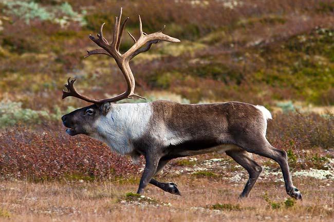 Kunnskap er viktig for vurderinger etter NML Hvilket naturmangfold kan bli