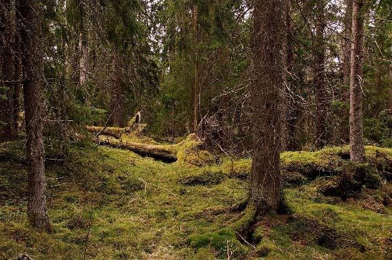 Kunnskapsgrunnlaget Begrensninger i kunnskapsgrunnlaget vi har i dag: Naturbase: En del eldre, mangelfulle data, ikke alt som har havnet i basen, men veldig mye bra fra de siste årene!