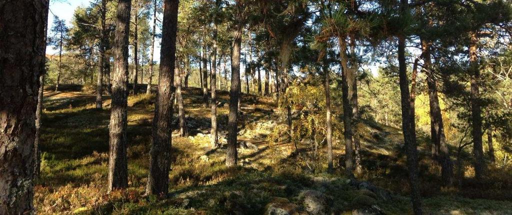 Ein anna viktig ressurs er at grendalag, historielag og andre lokale aktørar aktivt deltek i det praktiske arbeidet. Ein ide kan vera å la frivillige, einskildpersonar, lag og organisasjonar (t.d. turlaget), skular, og liknande «adoptera» eit kulturminne i kommunen og ta ansvar for det praktiske skjøtselsarbeidet.