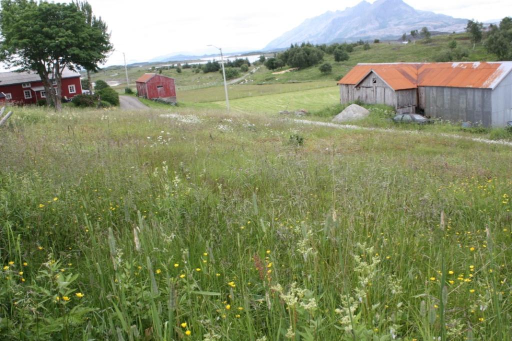 Skjøtselplan for slåttemark, Korsvegen-Solbakken, Blomsøy Alstahaug kommune, Nordland fylke. Oversiktbilde mot nordøst av slåttemarka Solbakken ved Korsvegen på Blomsøy.