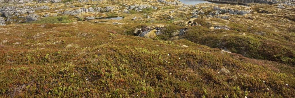Store Stangerøya er del av Bliksvær naturreservat og det ferdselsforbud i hekketiden og her hekker det bl.a. siland, tjeld, fiskemåke og teist.