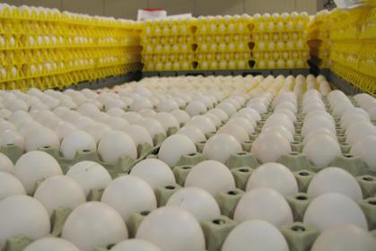 FJØRFE Fjørfe Økt salg av egg og bruk av markedsregulerende tiltak har redusert mengden egg på reguleringslageret i 2016.