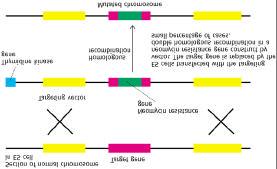 ES: Embryonic Stem cell E29-8 Homologous recombination to produce knockout mice E29-9 The yellow rectangle represent normal genes flanking the target gene.