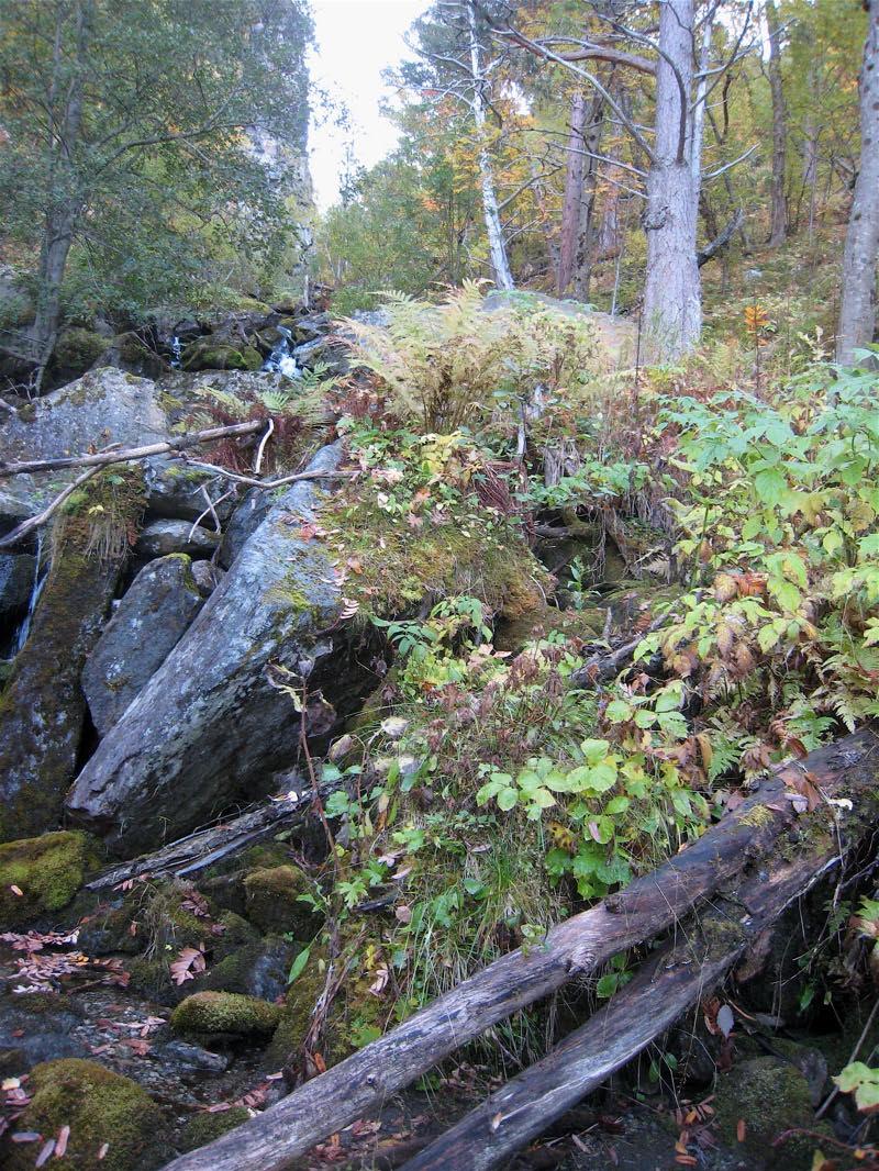 naturlig vegetasjon står igjen, omgitt av tette granplantefelt.