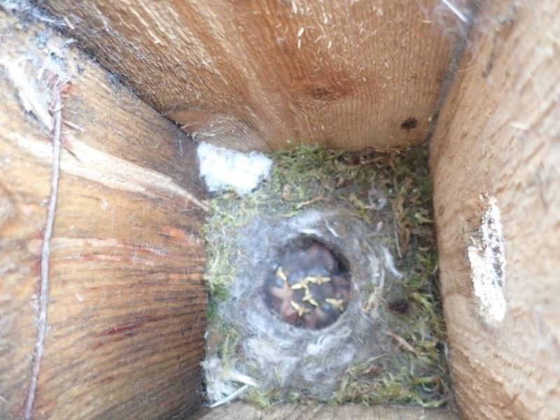 Mai er også en måned der det skjer mye i fuglekassene. Fuglene bygger reir og legger egg som etter hvert vil klekke.