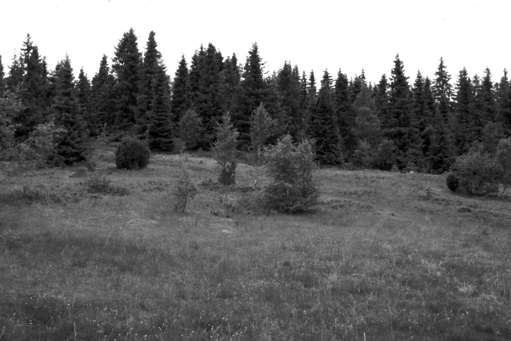 Figur 12. Rest av åpent område sør for Fjellseterbekken på Tunga. A. Lyngstad 20.06.2001. en gang.
