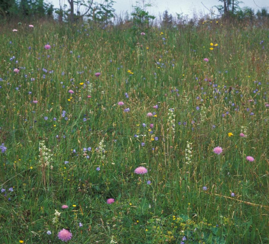 (Leucorchis albida ssp. albida, Platanthera chlorantha).