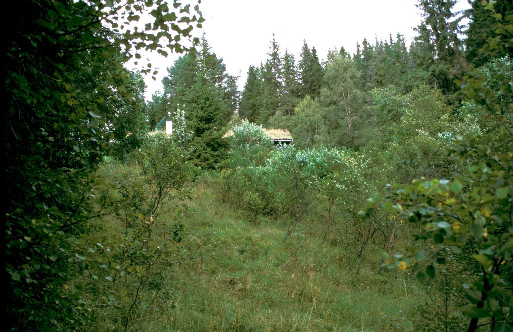 næringsrik natureng (G13) på den sørligste delen av