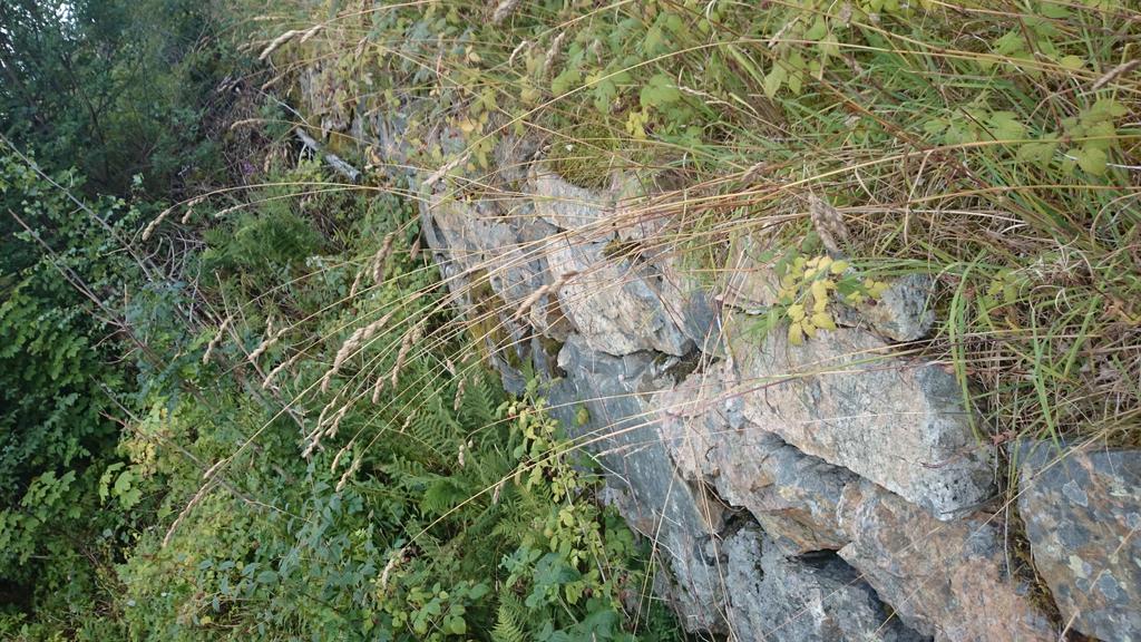 Figur 21. Bildet viser mur (nr. 5) ved traktorsti i kartet innenfor planområdet. 7 Oppsummering og konklusjon Reguleringsplanen skal sikre at lyskasterstillingene (nr.1,2 og 3), ruin (nr.