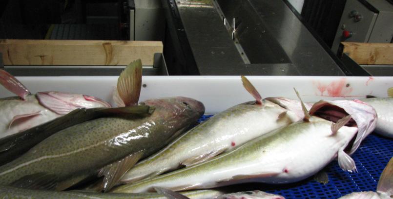 Tabell 3-6; Beregning av antall torsk og antall hyse i hal 1. Art Rundvekt i følge fangstdagbok (kg) Vektandel i halet (%) Gjennomsnitt Antall rundvekt (kg) fisk (n) Torsk 10.000 95,2 3,27 3.