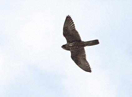 Kystobservasjoner av jaktfalk Falco rusticolus er knapt en årlig begivenhet i Hordaland. Denne fuglen fløy over utkikkspunktet på Skogsøy i Øygarden 1. oktober 2005. Foto: Alf Tore Mjøs.