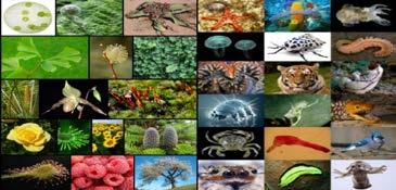 Biodiversity of India, Ramesh Mahindrakar,