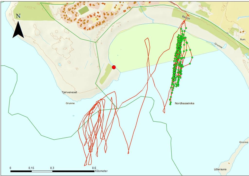 Figur 2. Tellepunkt (rødt punkt), tellesone og ruter for brettseileren. Plottene for andre periode er vist med grønt. Observasjoner av vannfugler i første periode 14.50 15.