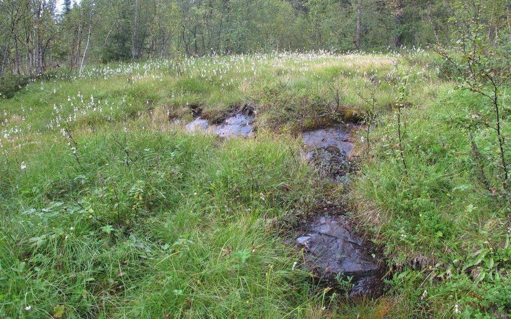 Vedlegg 1. Syningen, Ål kommune, biologisk mangfold, naturtypelokaliteter.