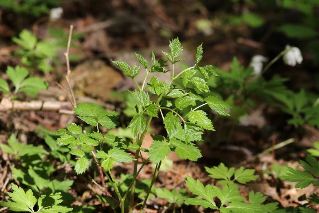 NATURINVENTERING REGÅRDSHEIA Innledning Natur kan klassifiseres ut fra forskjellig metodikk.