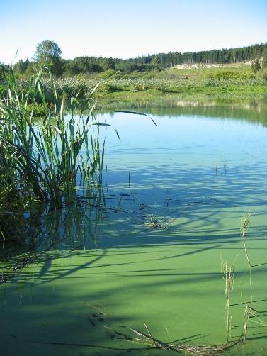Bakgrunn Gjennomført mange tiltak for å redusere tilførsler av fosfor til Årungen en eutrof innsjø i SØ-Norge Algeveksten er redusert siden 19-197 tallet, men er fremdeles høy og tilfredsstiller ikke
