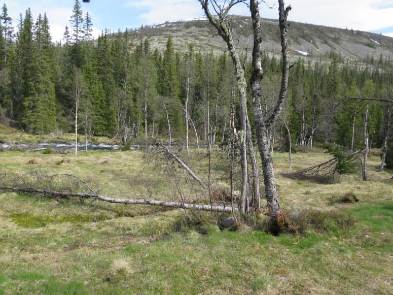 Bilder av vindfelt bjørk på Otterslåtten. Regler og retningslinjer for saksbehandling Regler og retningslinjer for saksbehandling går bl.a. fram av: - Verneforskrift for Fulufjellet nasjonalpark av 27.