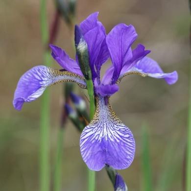 Fra Oldemors hage: Iris germanica -hageiris Gammel type hageiris, gul