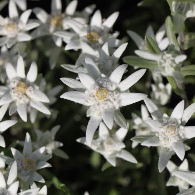 Leontopodium alpinum edelweiss Alpeplante. Sølvhvite blomster med lodne høyblad.