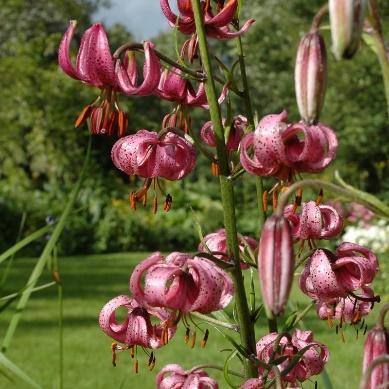 Riktblomstrende med himmelblå blomster. Tåler tørre vekstforhold.