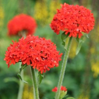 Selvsår seg hvis den trives. Blå blomster i aks juli-september. Høyde 60-70cm.