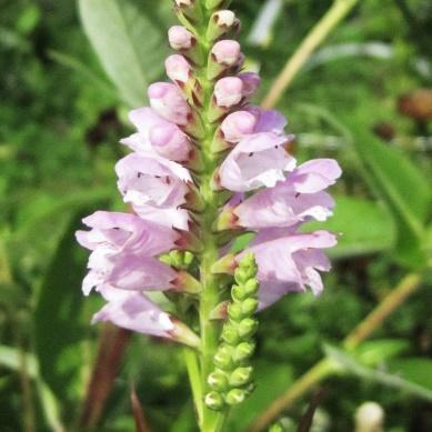 Høyde 20-30 cm Physostega virginiana -virginialeddblom Høy,høstblomstrende med rosa