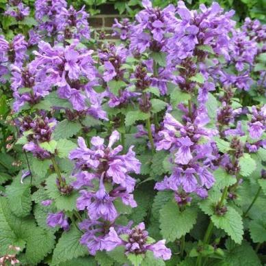 Fra Oldemors hage: Stachys macrantha -prydsvinerot Tannete blader og rødfiolette blomster i