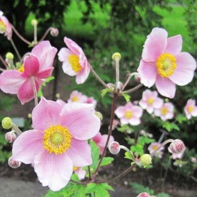 Alcea rosea flerårig stokkrose Gammeldags stokkrose med enkle blomster i